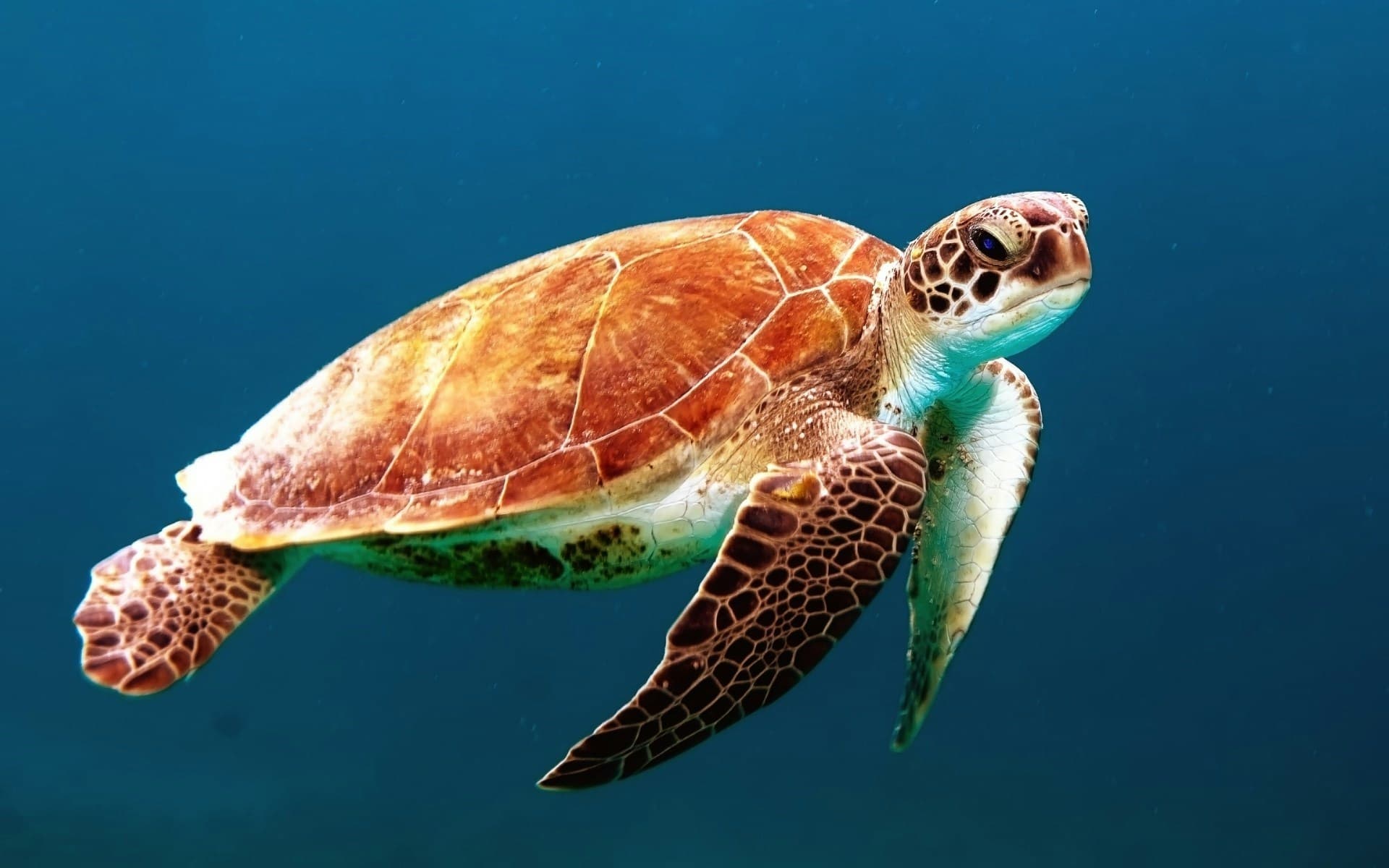 Wildlife
